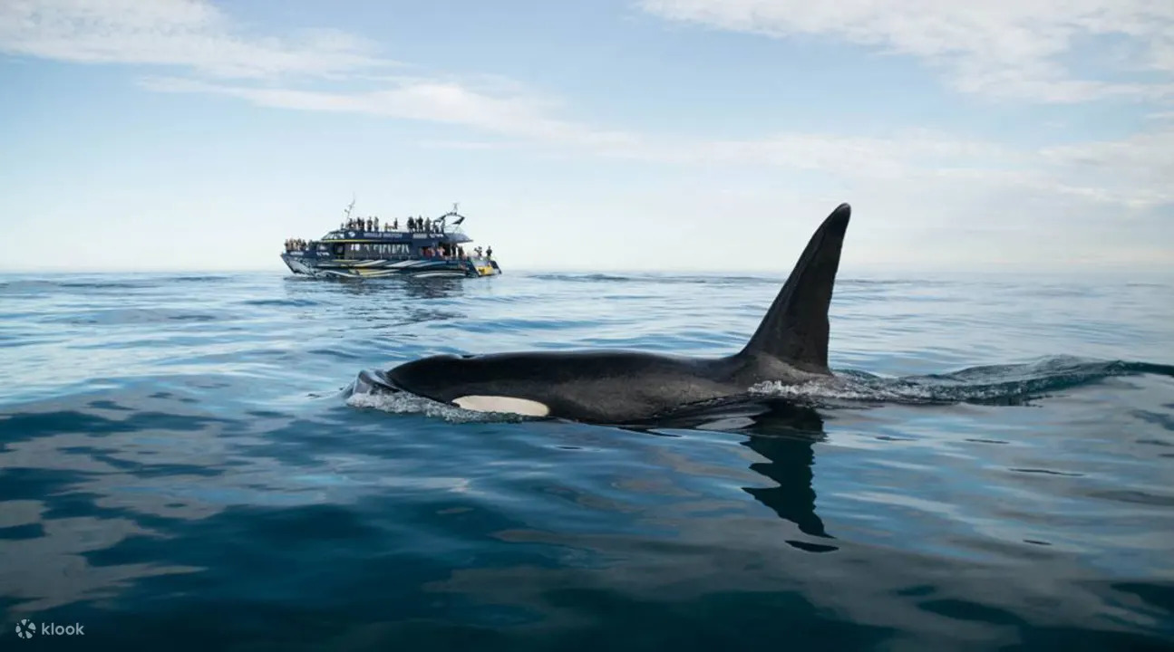 ���� ������� �������� ������ ������ كاي%D